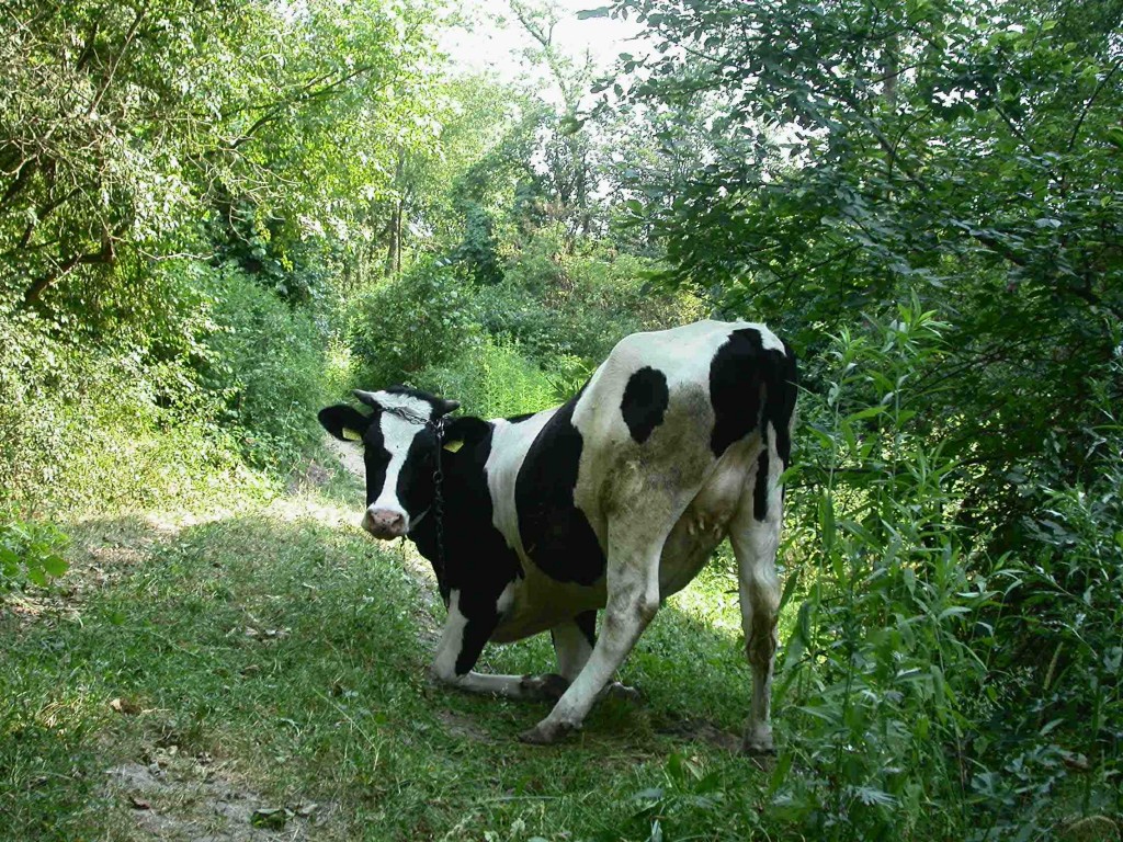 Dscn3278 parowa za Świnką